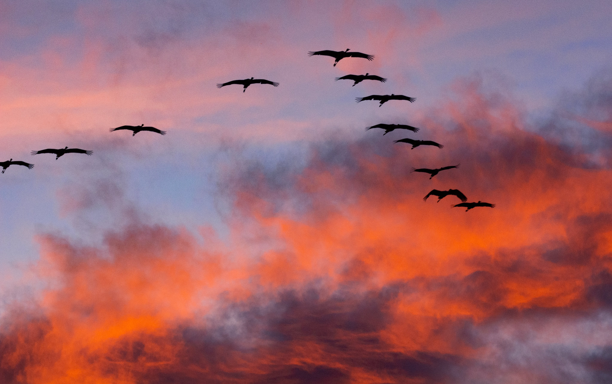 Taking Flight It’s Migration Time for These Special Birds Defenders